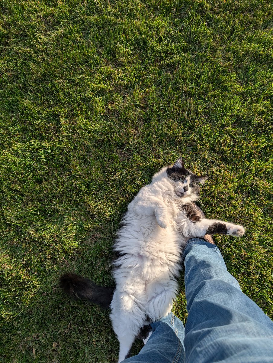 jerramz74's tweet photo. @char_stokely My little buddy, Sylvester. https://t.co/sJ8NES7SU7