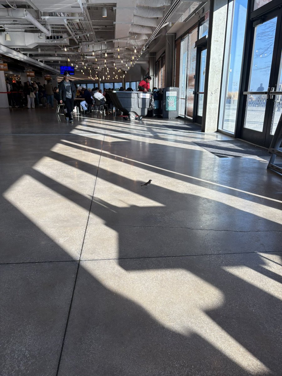trobo11's tweet photo. There is a bird in Navy Pier @BrandonJohnson https://t.co/GQMqGnlHGA