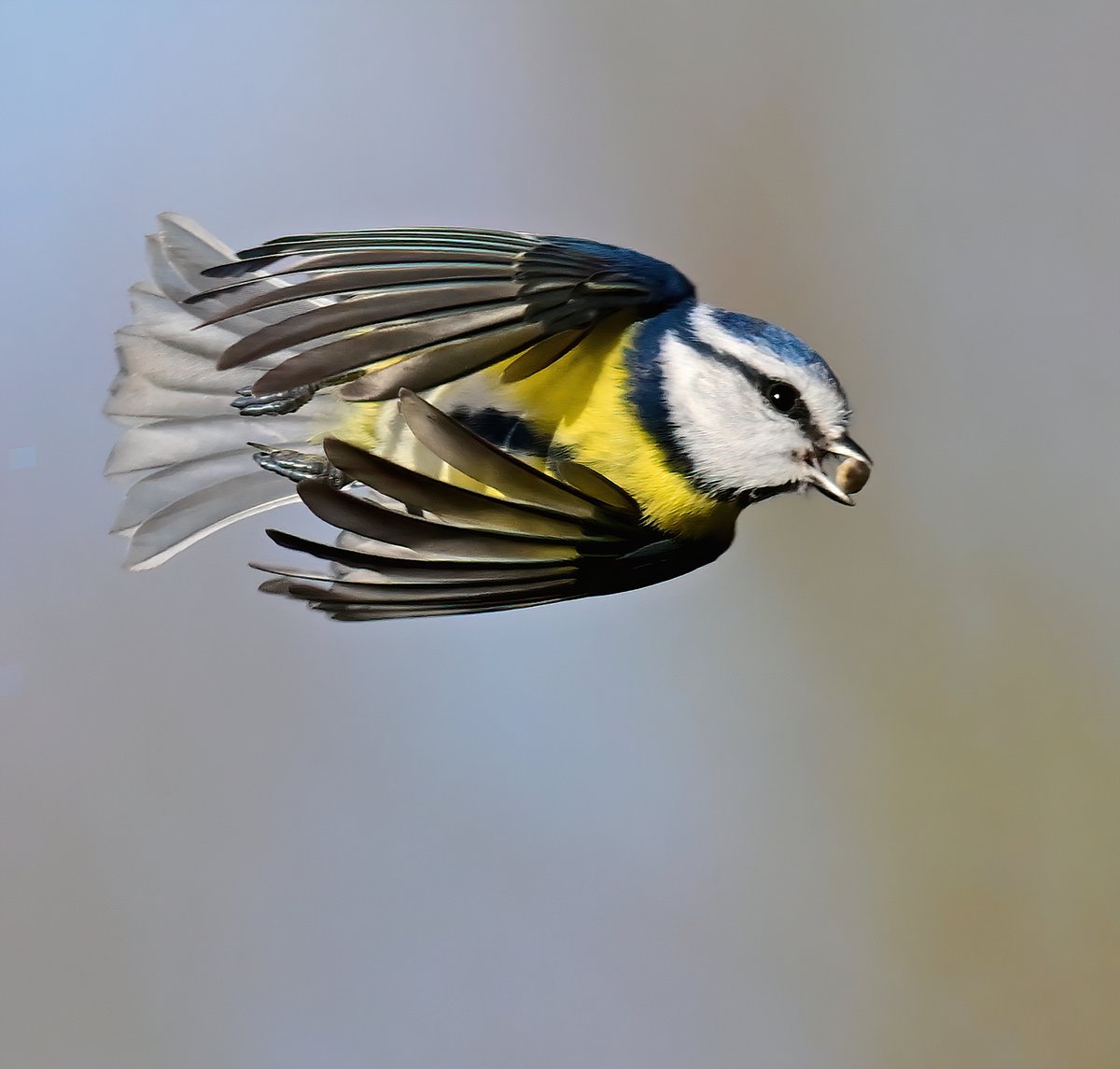 CarlBovisNature's tweet photo. Blue Tit on the move! 😍
 Taken recently at RSPB Greylake in Somerset. 😊🐦 https://t.co/jWANKVSdtS