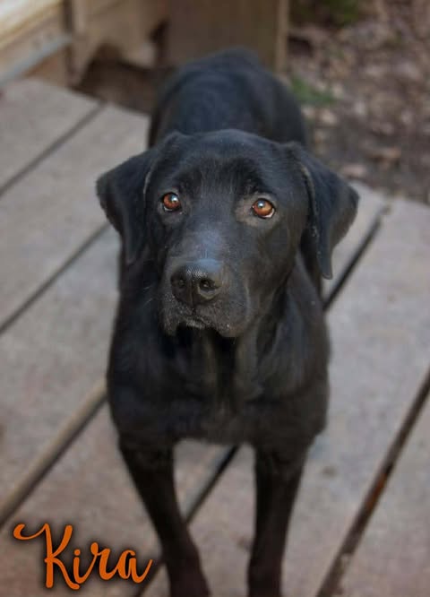 Kira #3 is a 3-5 yr old black female lab that weighs 48 lbs. She is calm, shy and forms strong attachments to her people. Kira is good with other dogs, house and crate trained but doesn't love her crate.
petfinder.com/dog/kira-3-3f2…