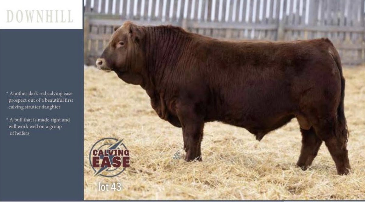fraserauction's tweet photo. The videos are ready. Click the link below to see videos of all the incredible bulls in this sale. POWER and PROGRESS Bull sale. Incredible people working to produce incredible cattle. Lot 43 Nightwatch is a bull Lori Campbell and I are very proud of. Be sure to have a look at him and all the other incredible bulls on offer. Your next herd sire awaits  

 https://t.co/5aw8ukEnFL