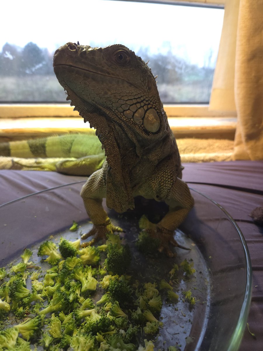 My wee yoshi looking rather majestic right here