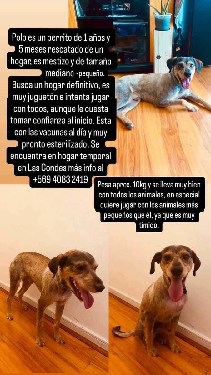 Fundacion_CIMA's tweet photo. Estos amiguitos necesitan hogar, llevan tiempo esperando x Familias de Buen ❤️ que los quieran y cuiden como se merecen 👍 
#AdoptaNoCompres
 #SalvaUnaVida  (Datos en afiches) https://t.co/chp2cfPXhK