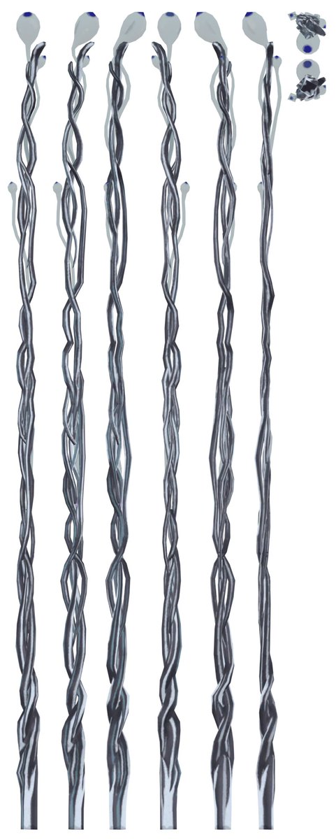 Whiskers' Gallery tweet media