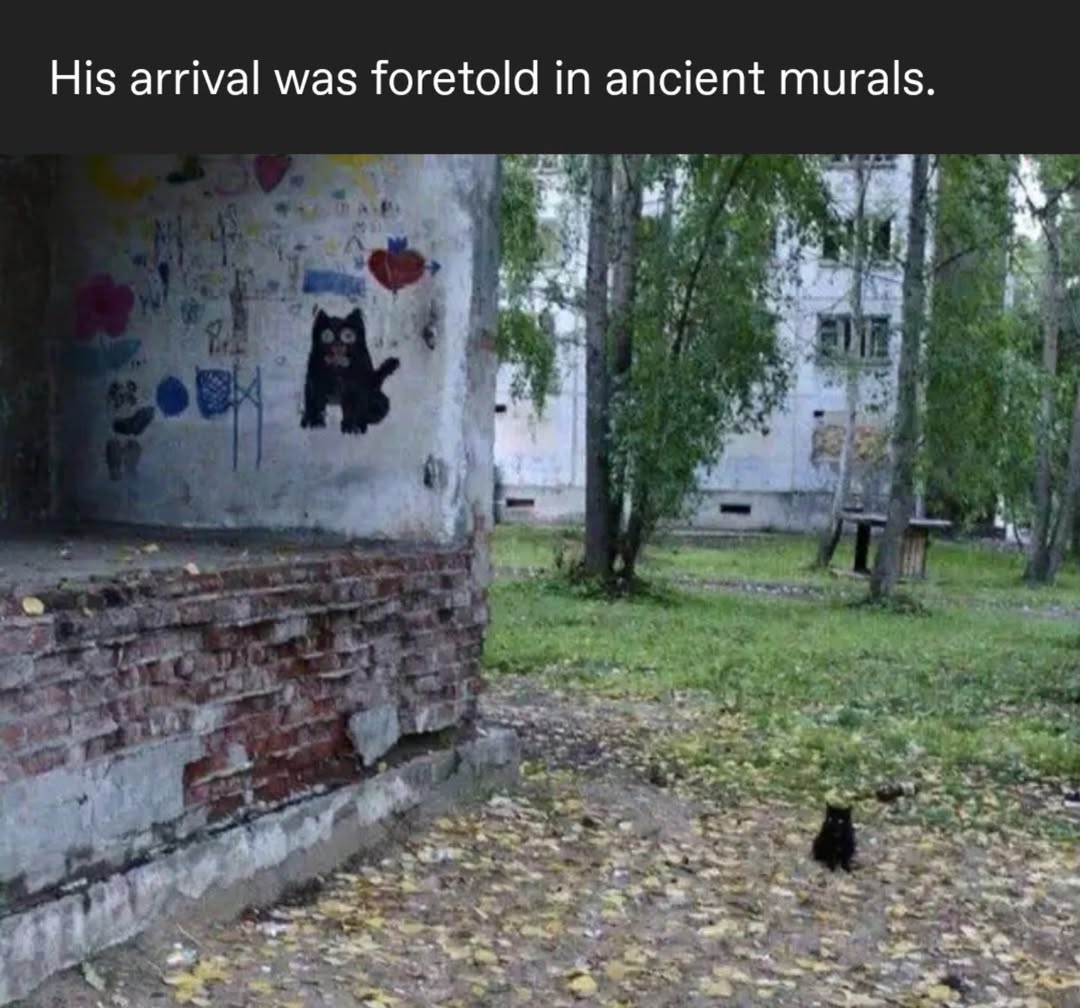 smol silly cat (@catsillyness) on Twitter photo 