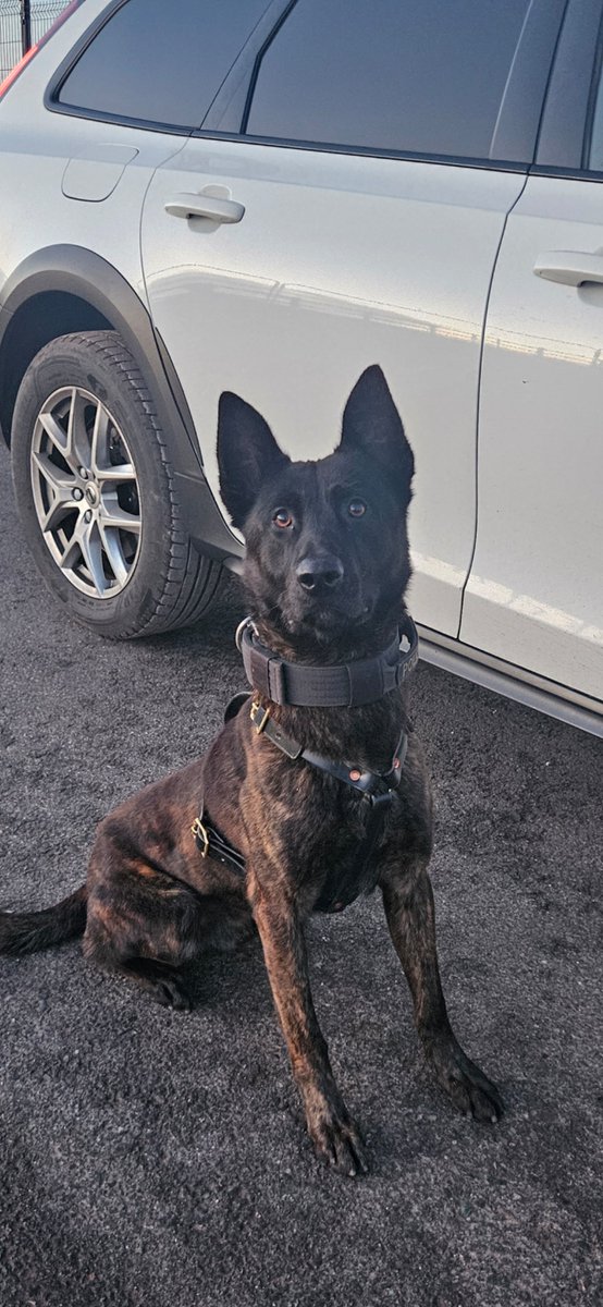 Staffs Dogs & ARV tweet media