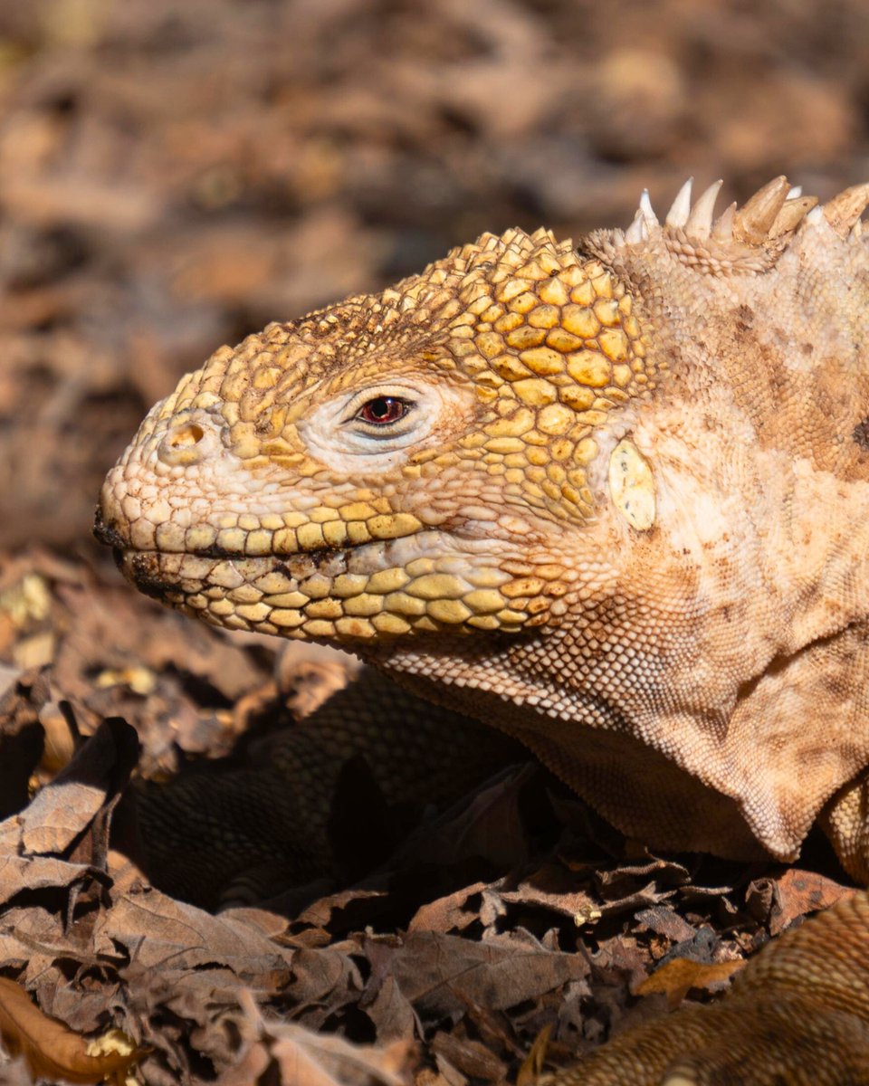 Lindblad Expeditions tweet media