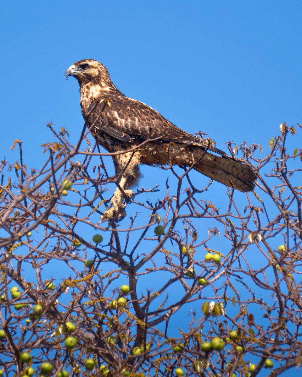 Lindblad Expeditions tweet media