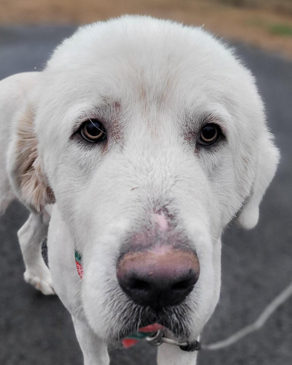 Preacher #2 is 1 year old and weighs 101 lbs. He is a big boy and very friendly. He loves to play with other dogs or snuggle on the couch watching TV. Preacher is calm and sweet.
petfinder.com/dog/preacher-2…
