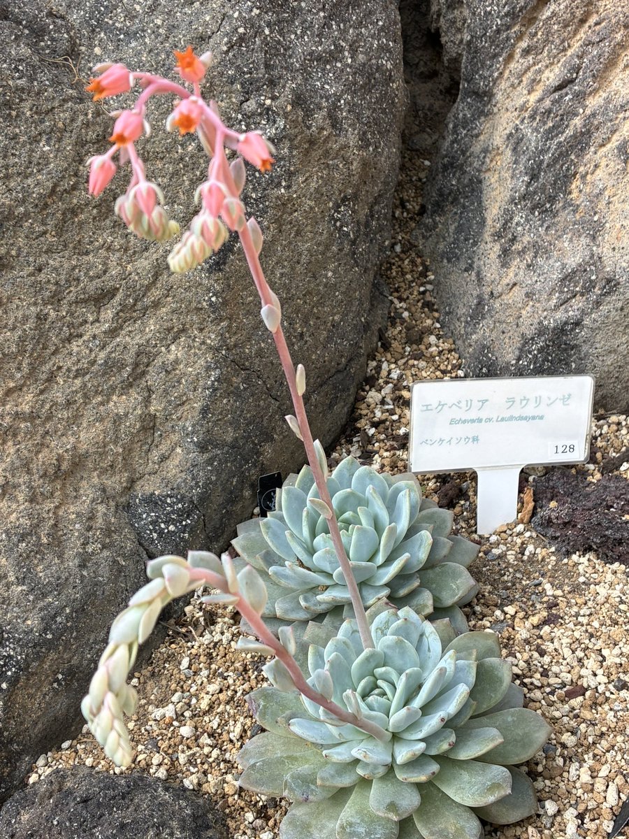 yukam87565663 おはようございます 今朝もエルヴィス👍 ありがとう