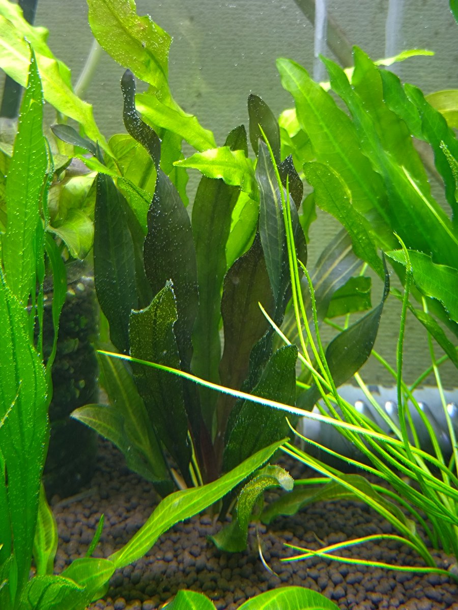 エキノドルス ホレマニー レッド 親株 植え付け後しばらくいじけてまし