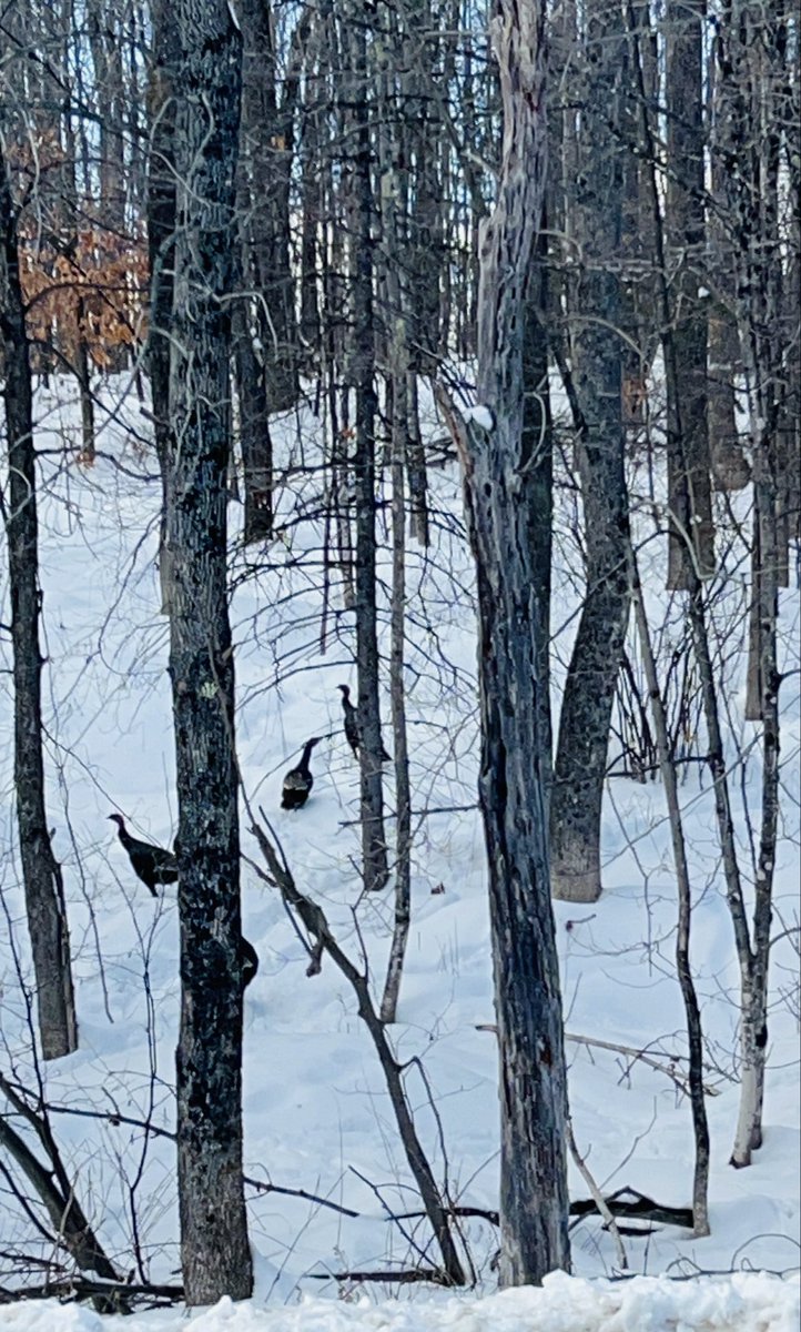 Kelly Withee Harper tweet media