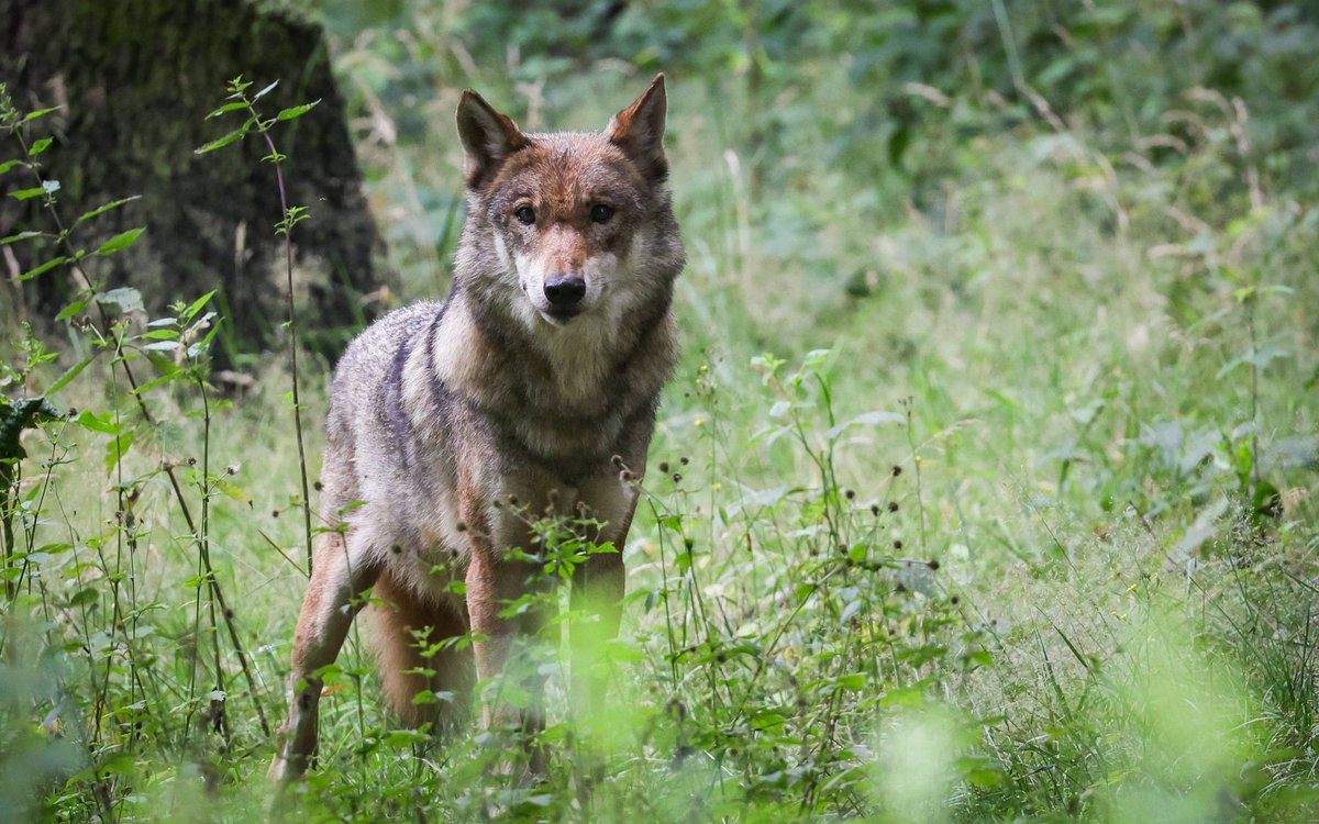 Heute haben sie in der Nähe einen Karnevalszug gestoppt weil ein ungebetener Gast mitfeiern wollte. Er erwies sich aber als friedlich. Dieser Tage wurde er auf einem meiner Lieblings-Premiumgassi-Trails in der  Nähe gesichtet. Hattet ihr schon mal eine Begegnung mit Isegrim 🐺?