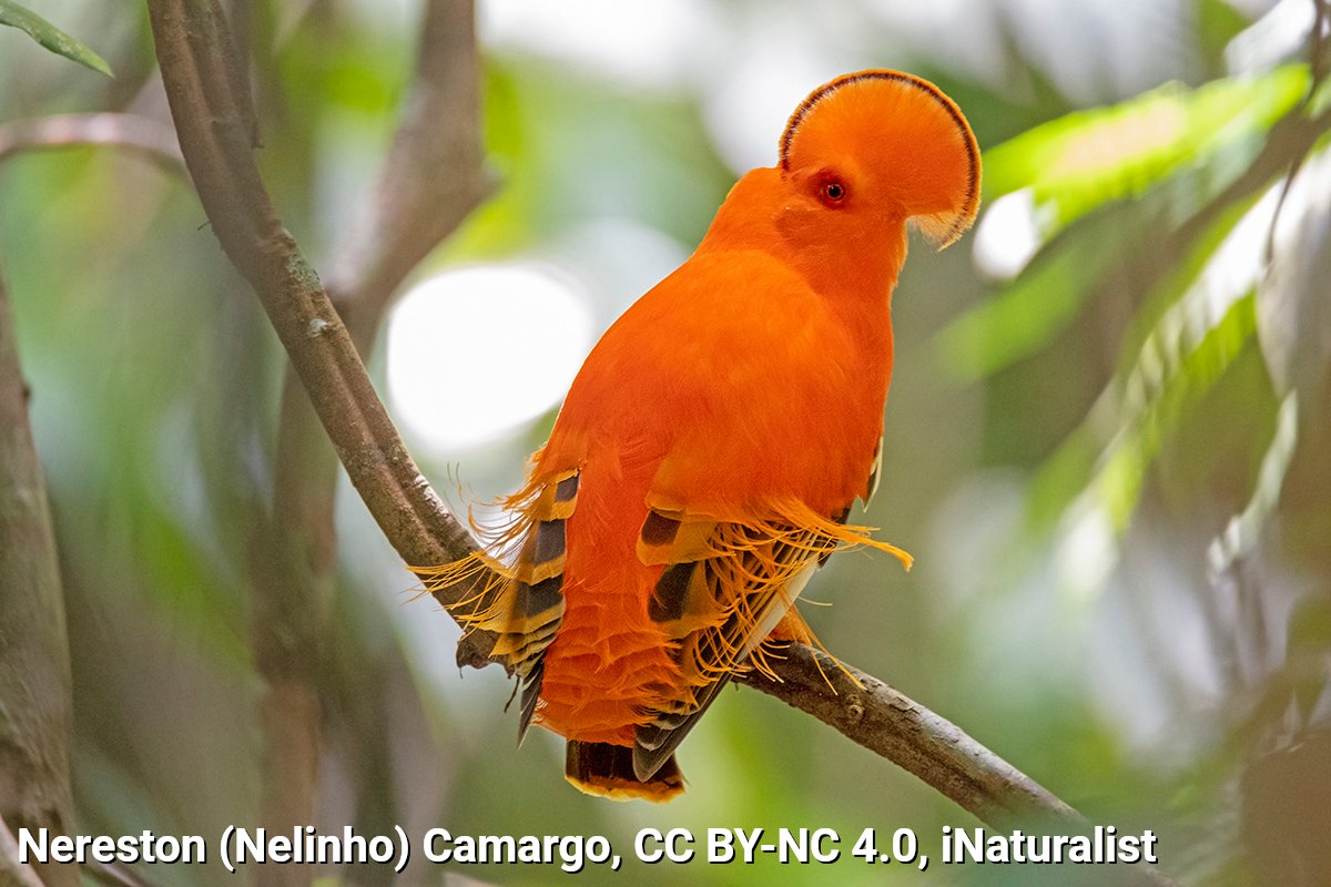 American Museum of Natural History tweet media