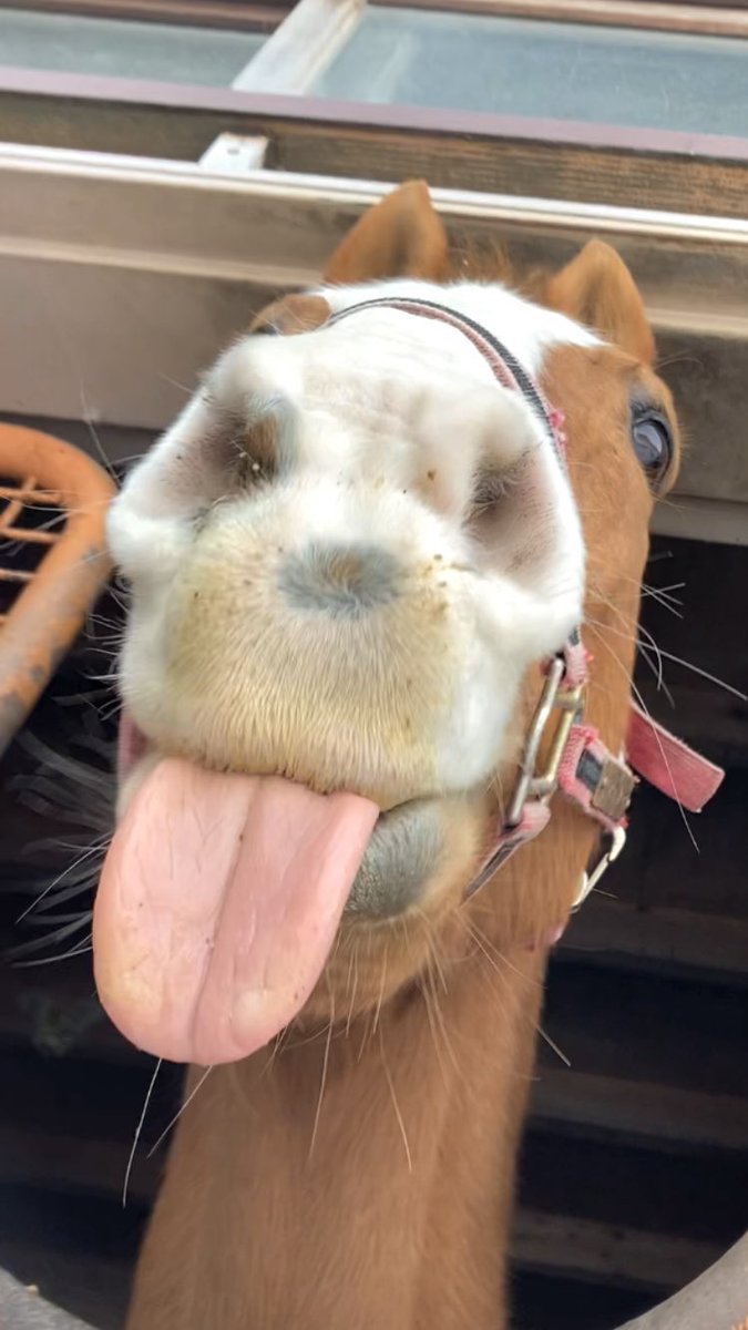 𝘌𝘷𝘦𝘭𝘺𝘯 𝘊𝘩𝘦𝘷𝘢𝘭𝘪𝘦𝘳 tweet media