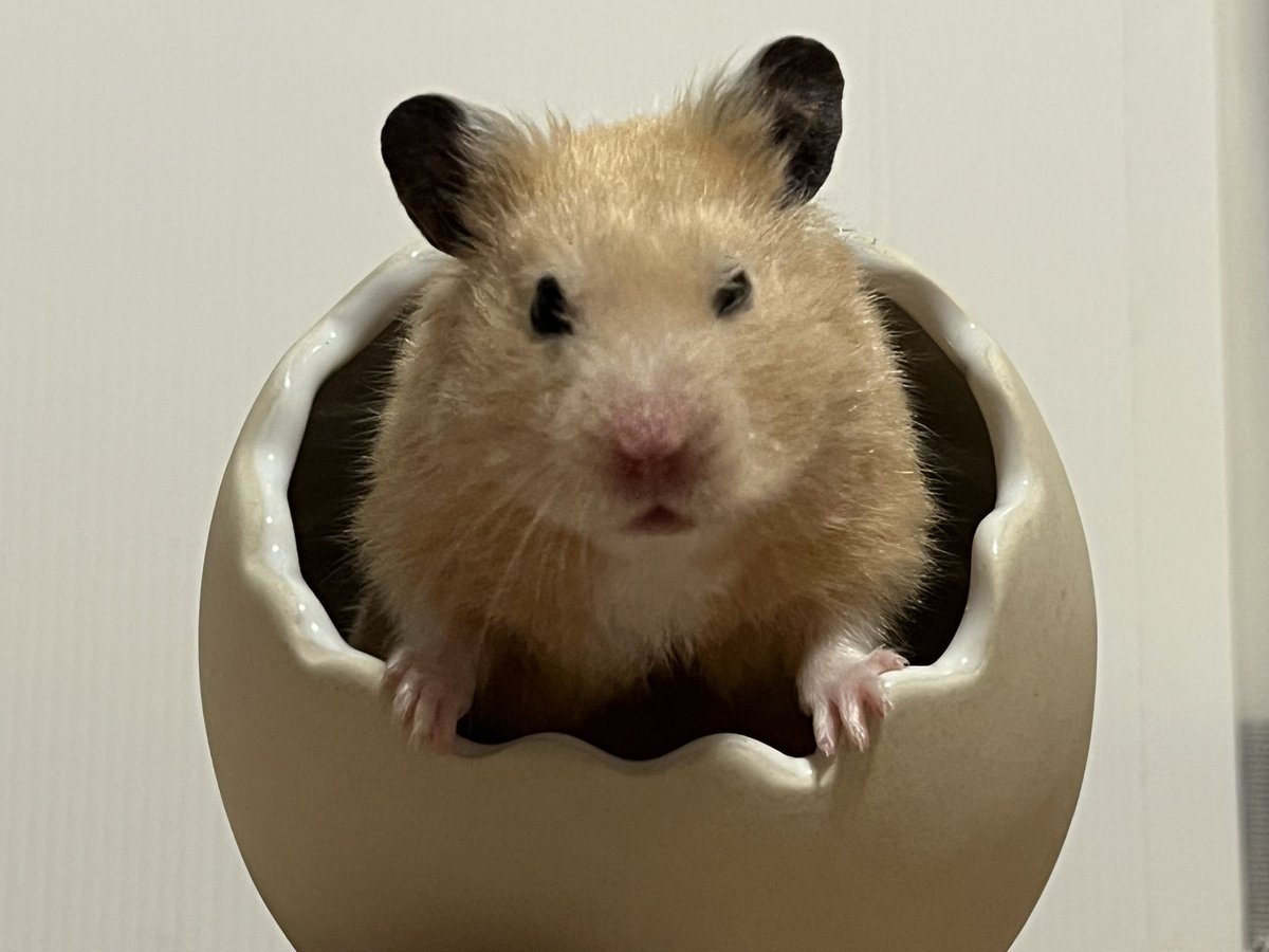 百獣の王 (@daitokaisaitama) / Posts / X