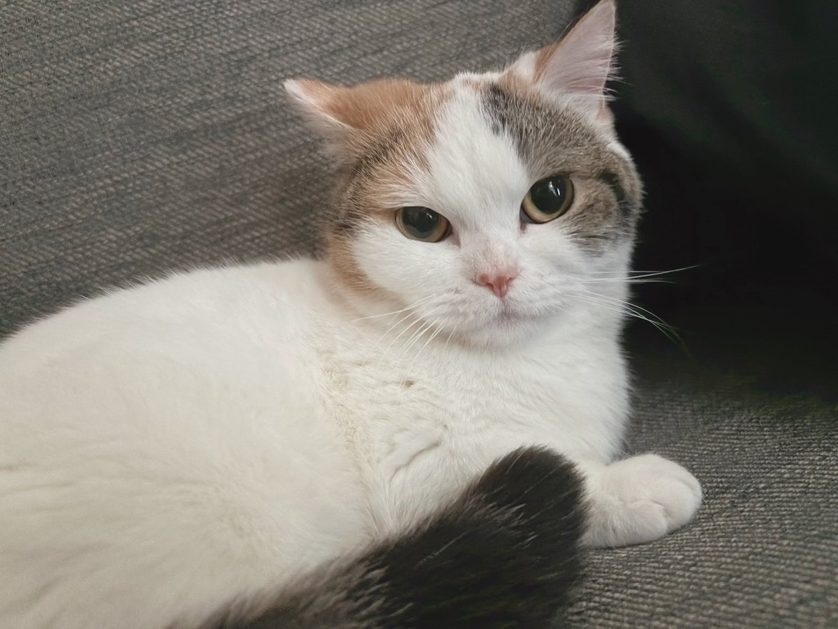 つらみみにゃん tweet media