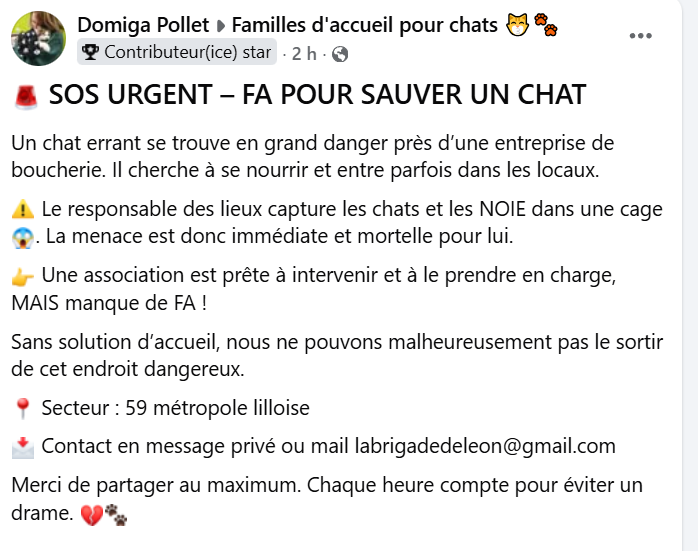 justineducern's tweet photo. SOS URGENCE;
Un accueil recherché pour ce chat sur métropole de Lille dans le 59 ou alentours. sinon il risque d'être noyé par     "un dingue" encore un🤬 https://t.co/nuKiHi1W9Z https://t.co/HZAqVTctTR