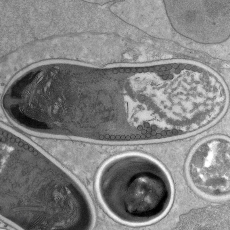 Dr Jamie Bojko 🐌🦀🦞🦐🦭🏳️🌈 tweet media