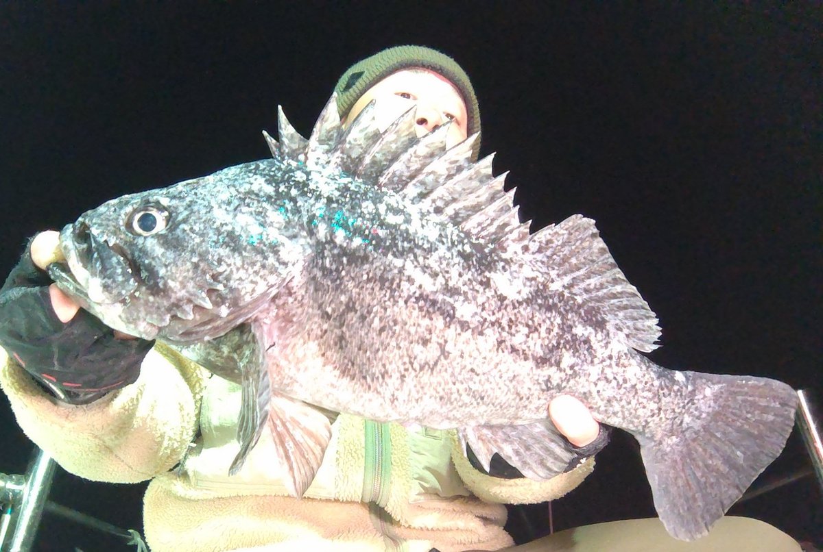 ozaki_garyu's tweet photo. 令和8年2月15日 相馬オフショア
クロソイ43cm、45cm
ムラソイ
カサゴ
久しぶりのクロソイ楽しい🎶
#PR #WauM #ワウムシャッド4.2 #ワウムシャッド40 #Ligdesign #デザインシャッド #リグデザインメジャー #FIDELITY #Voodoo68 #G-TEC #クロスセンシティブXSS-67ST-Pro #相馬オフショア https://t.co/M5vrlr6HRL