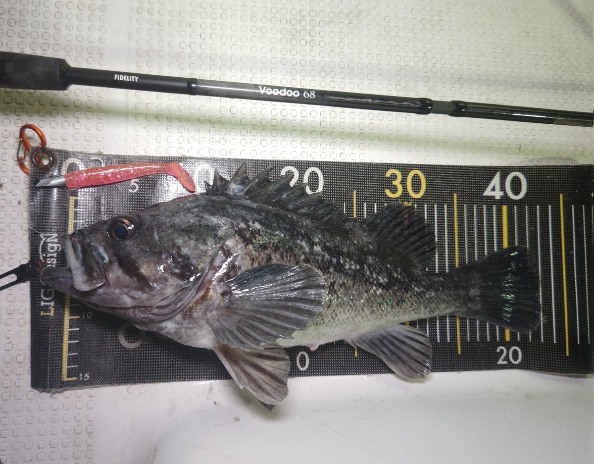 ozaki_garyu's tweet photo. 令和8年2月15日 相馬オフショア
クロソイ43cm、45cm
ムラソイ
カサゴ
久しぶりのクロソイ楽しい🎶
#PR #WauM #ワウムシャッド4.2 #ワウムシャッド40 #Ligdesign #デザインシャッド #リグデザインメジャー #FIDELITY #Voodoo68 #G-TEC #クロスセンシティブXSS-67ST-Pro #相馬オフショア https://t.co/M5vrlr6HRL