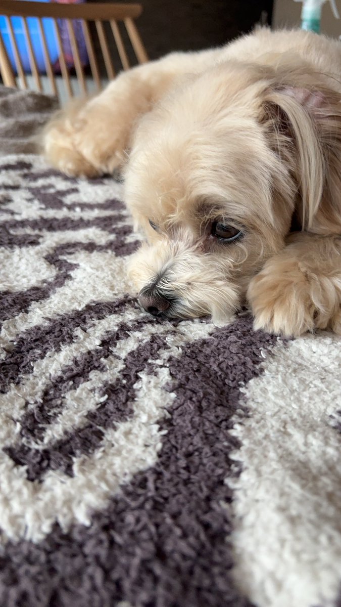 Mini_NERU姫 tweet media