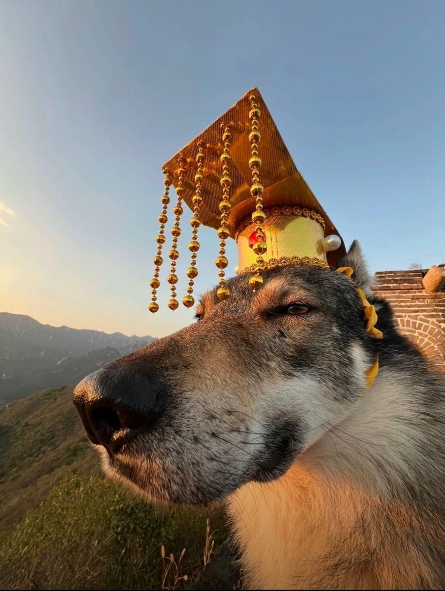 Some Kind of Wolf (@jimmybelvins) on Twitter photo 