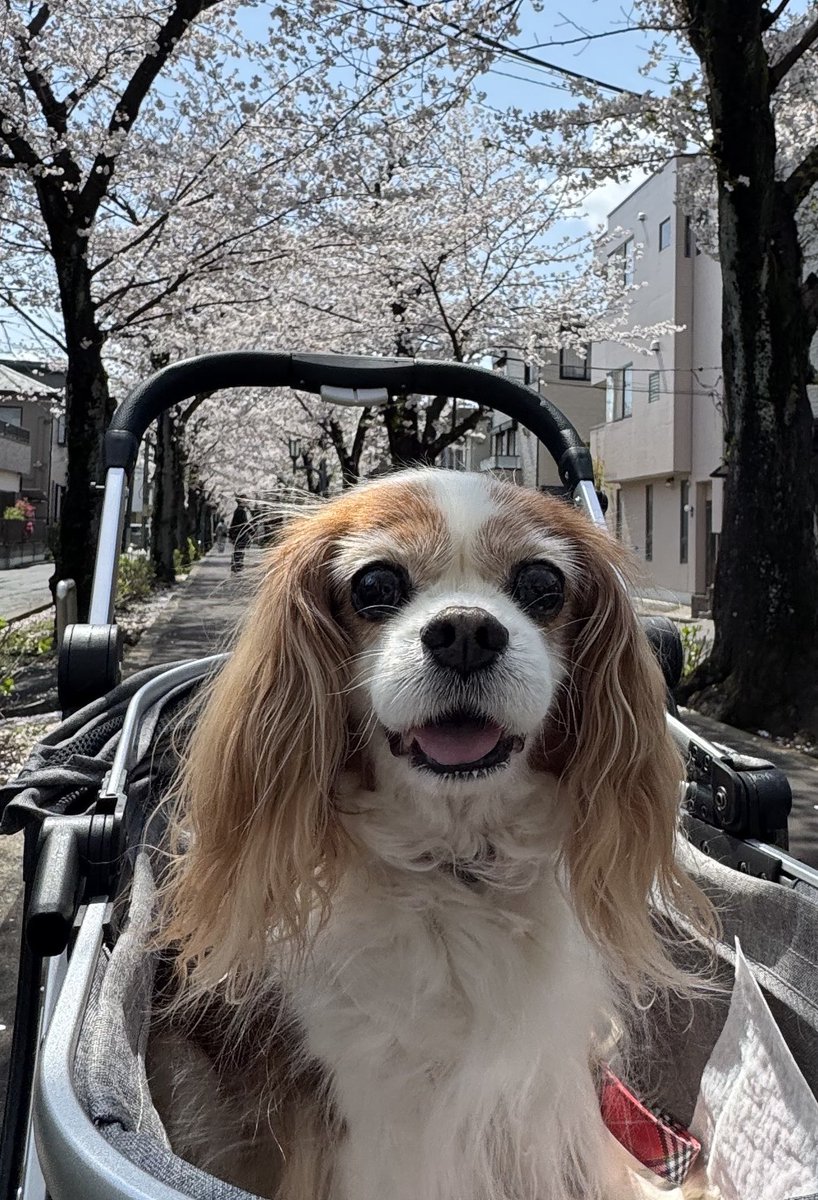 cocoaapple29's tweet photo. @gekkan_wanko ココア13歳です🐶 https://t.co/XZeJ9P6Dpx