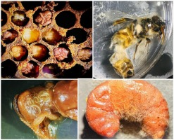 The Journal of Invertebrate Pathology (JIP) tweet media