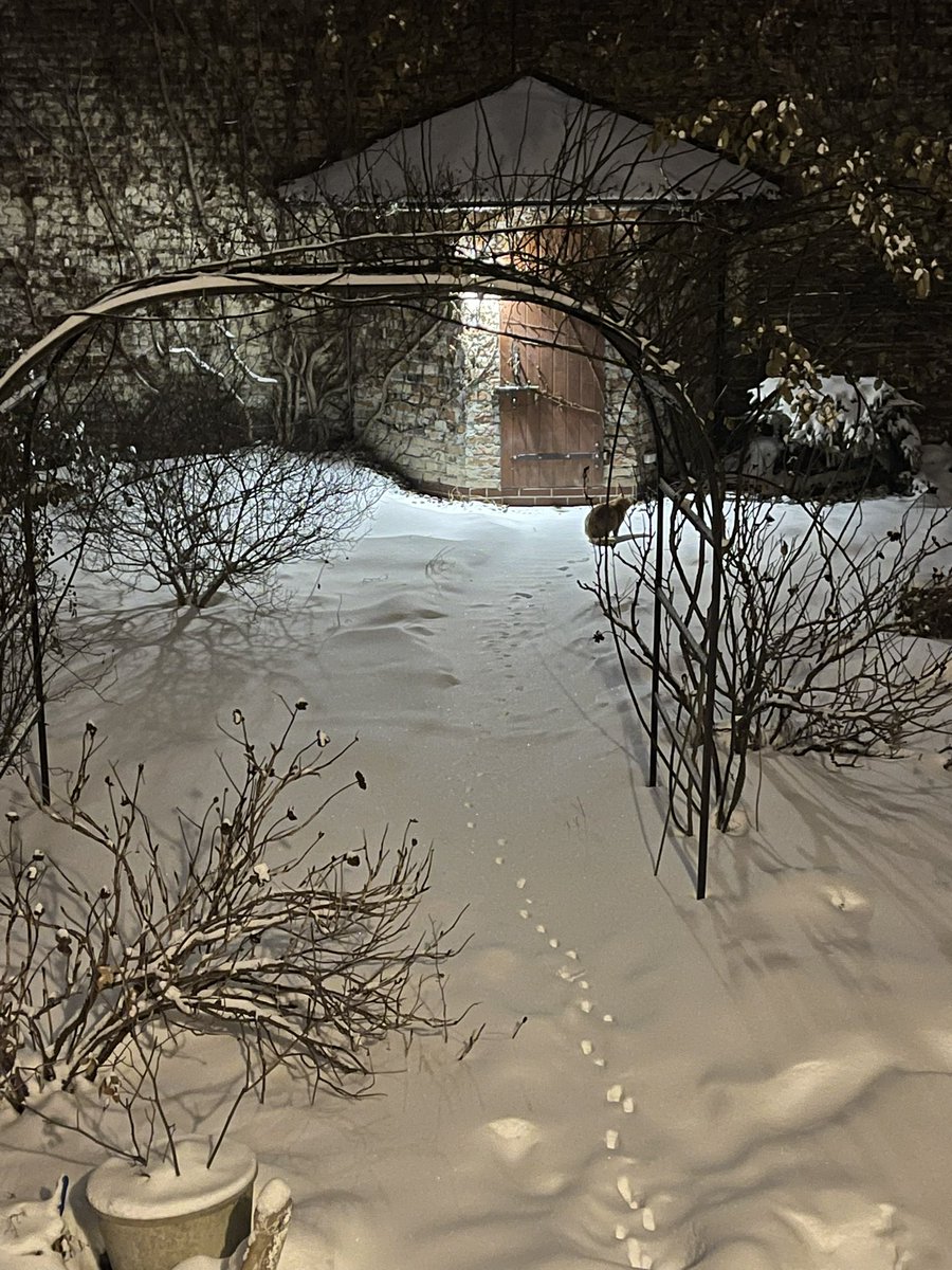 Будьте цікаві як той кіт