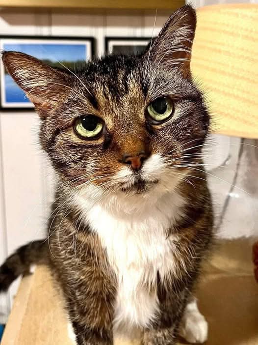 Arthur Collins tweet media