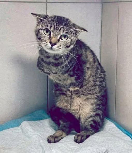 Arthur Collins tweet media