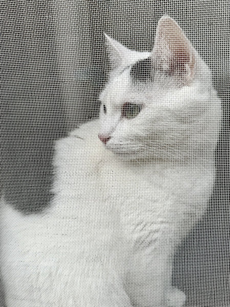 Haree (新)(Tata & Ark) tweet media