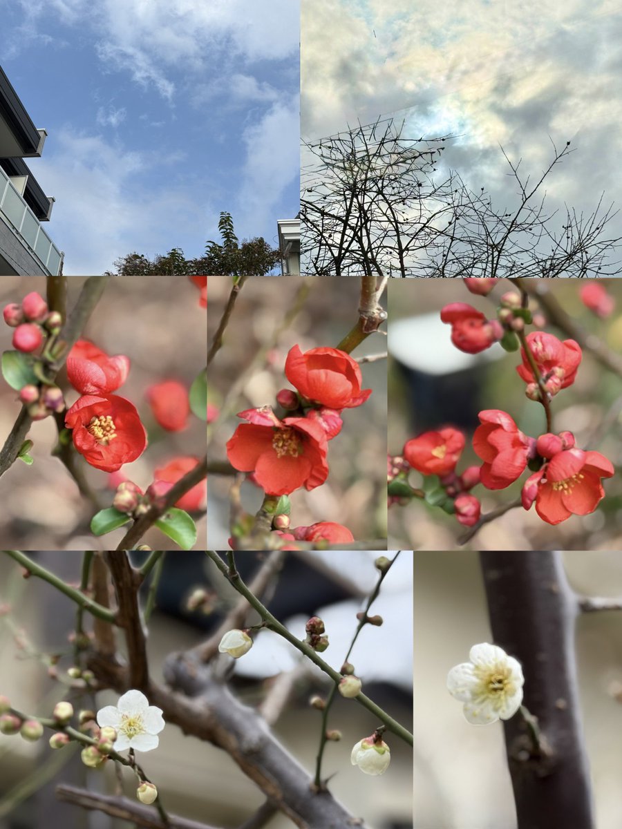 Haree (新)(Tata & Ark) tweet media