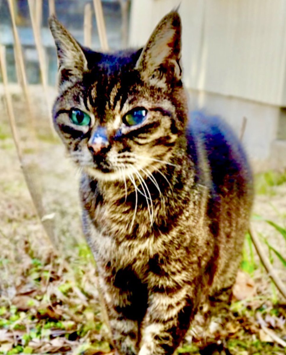 Haree (新)(Tata & Ark) tweet media