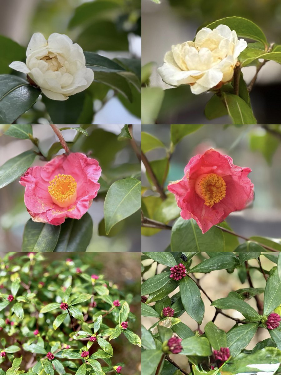 Haree (新)(Tata & Ark) tweet media