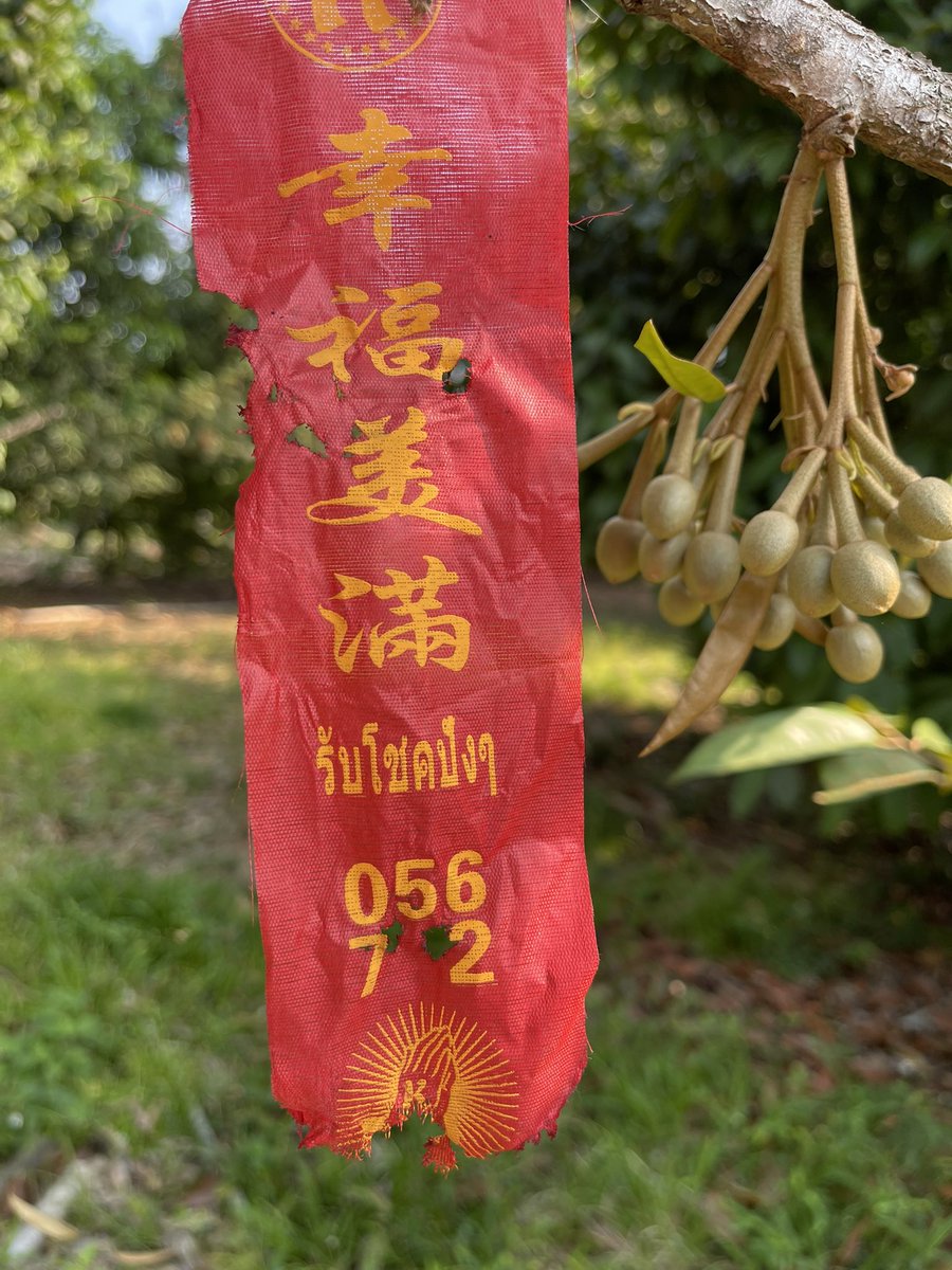 ใครจะเป็นลูกศิษย์😆 #สวนทุเรียน