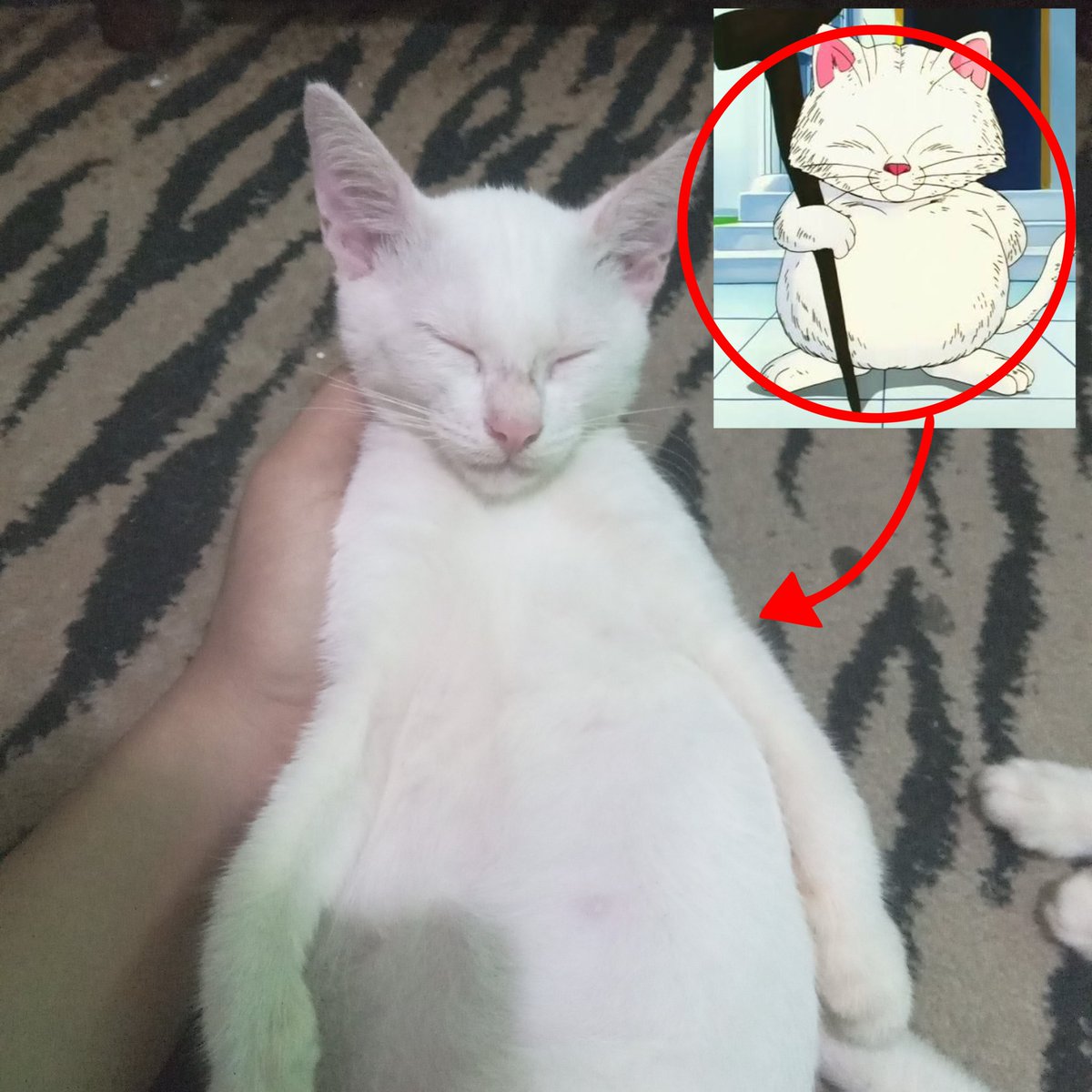 Jasir_naufalART's tweet image. Bro think he's korin😭🙏

#DragonBall #korin #meme