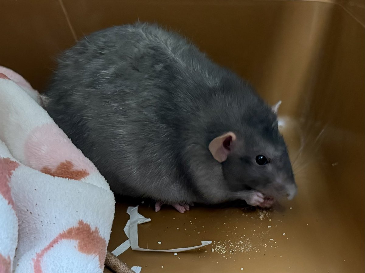 チャーハン隊もだいまんぞく！