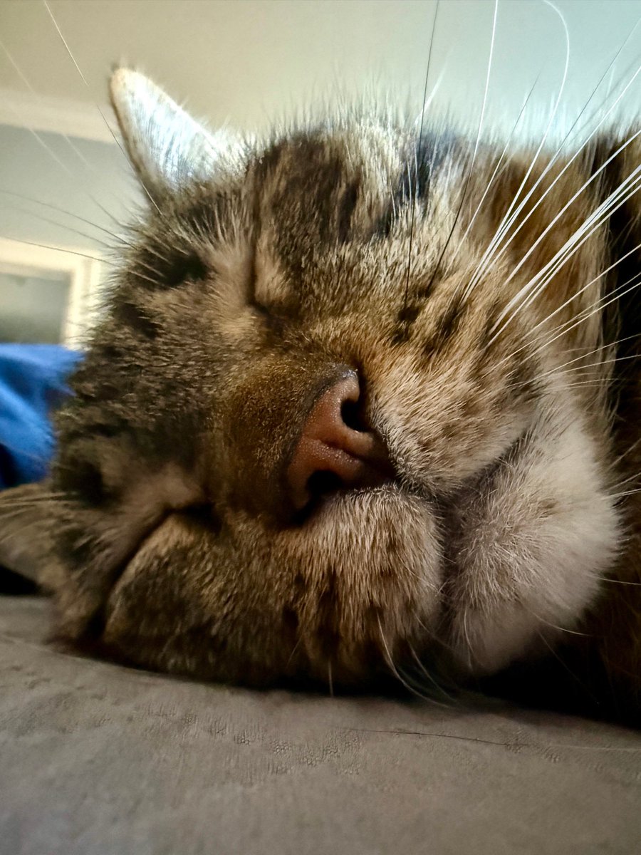 Pays no rent. Does no chores.  Still owns the bed.