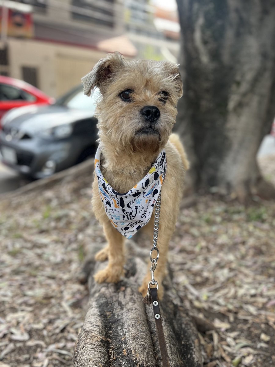 Nuestro querido Oliver se va a prueba de adopción el día 23 de febrero.🩷

Les vamos contando.