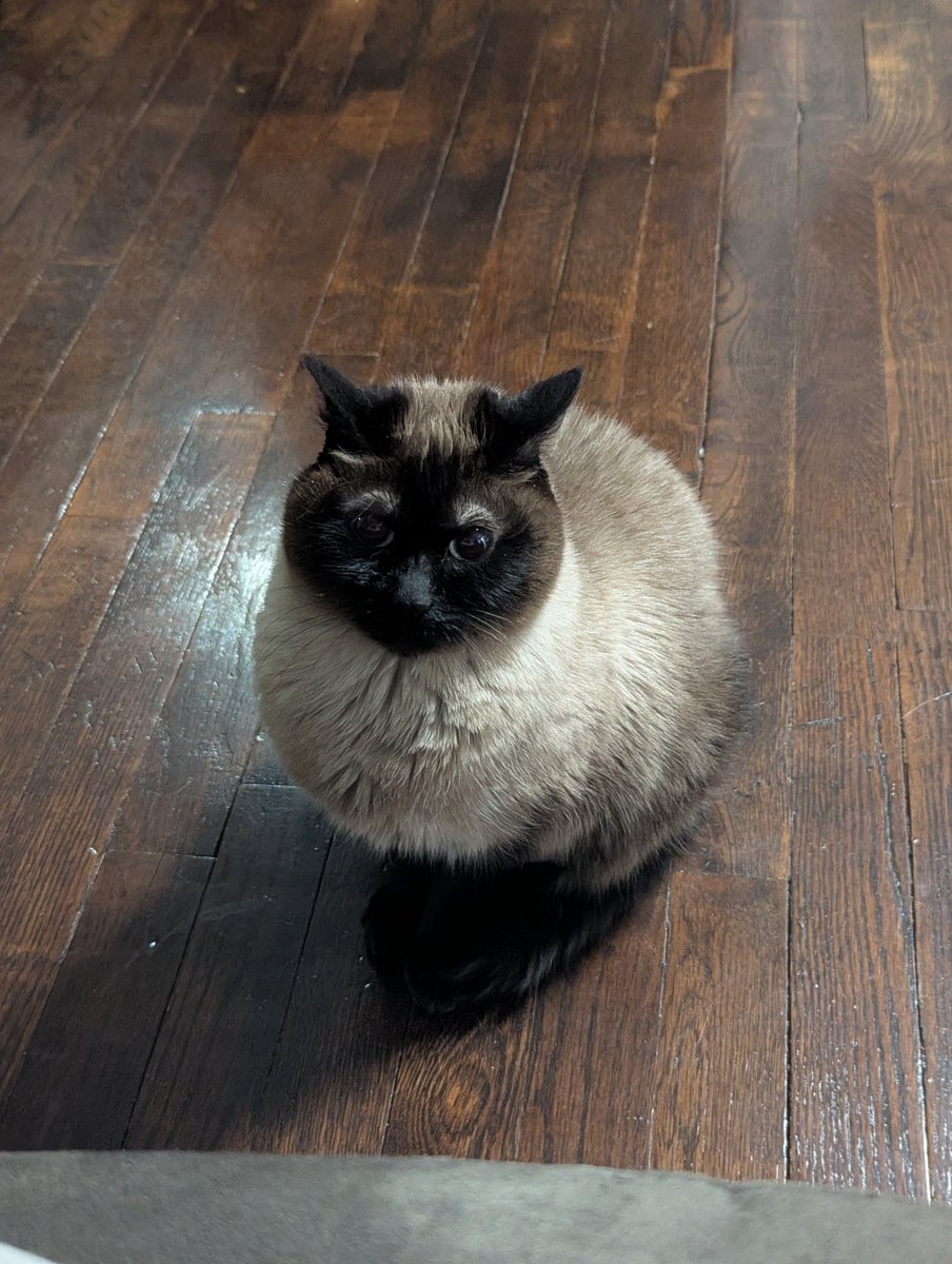 glaring and fuming cuz brutus was in my lap