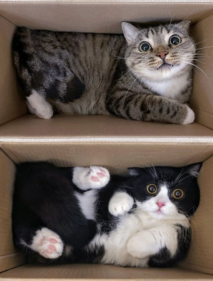 PostsOfCats's tweet image. 