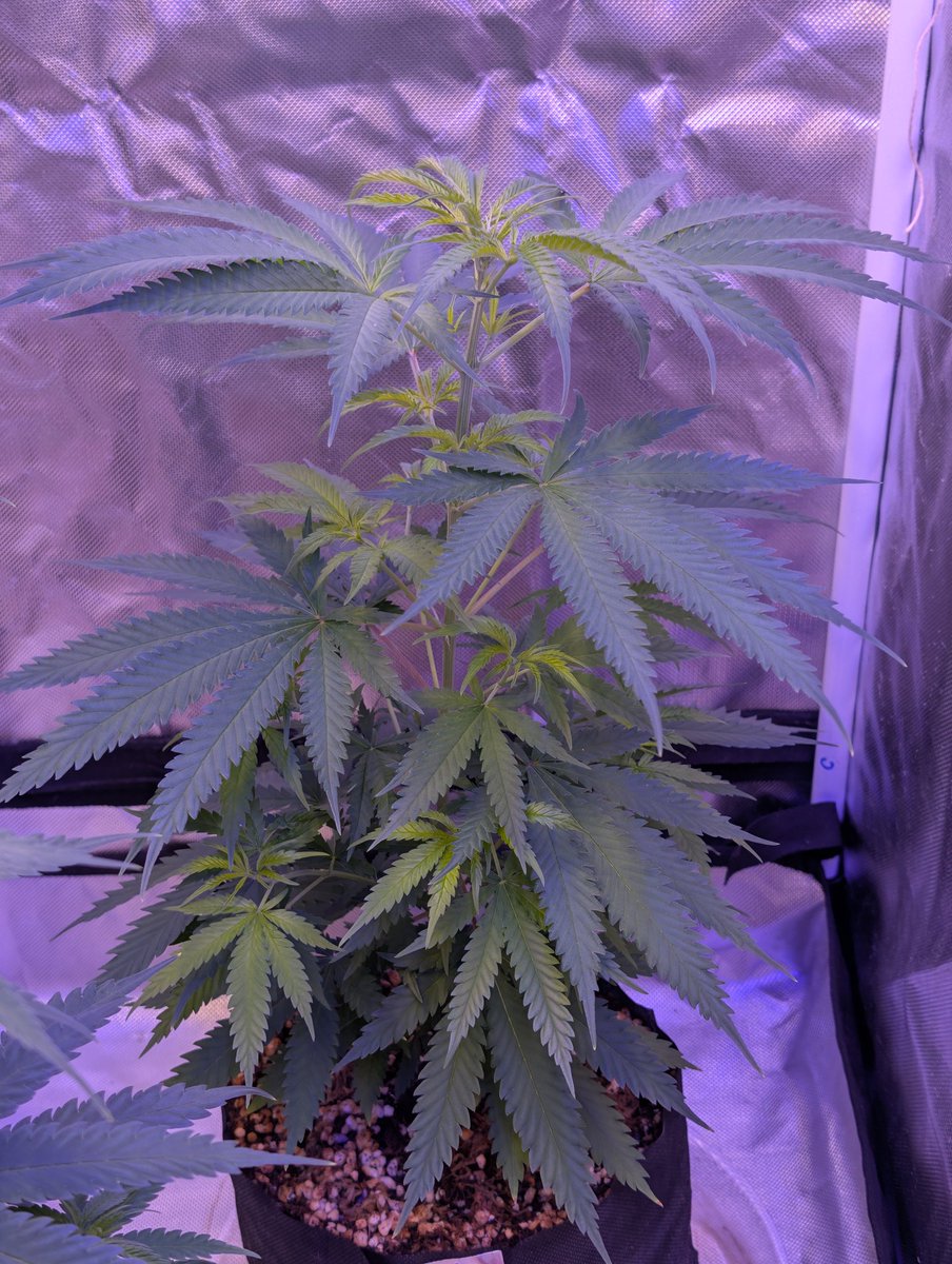 South African Aphrodisiac from <a href="/DavdTheRockstar/">Davd Genetics</a>