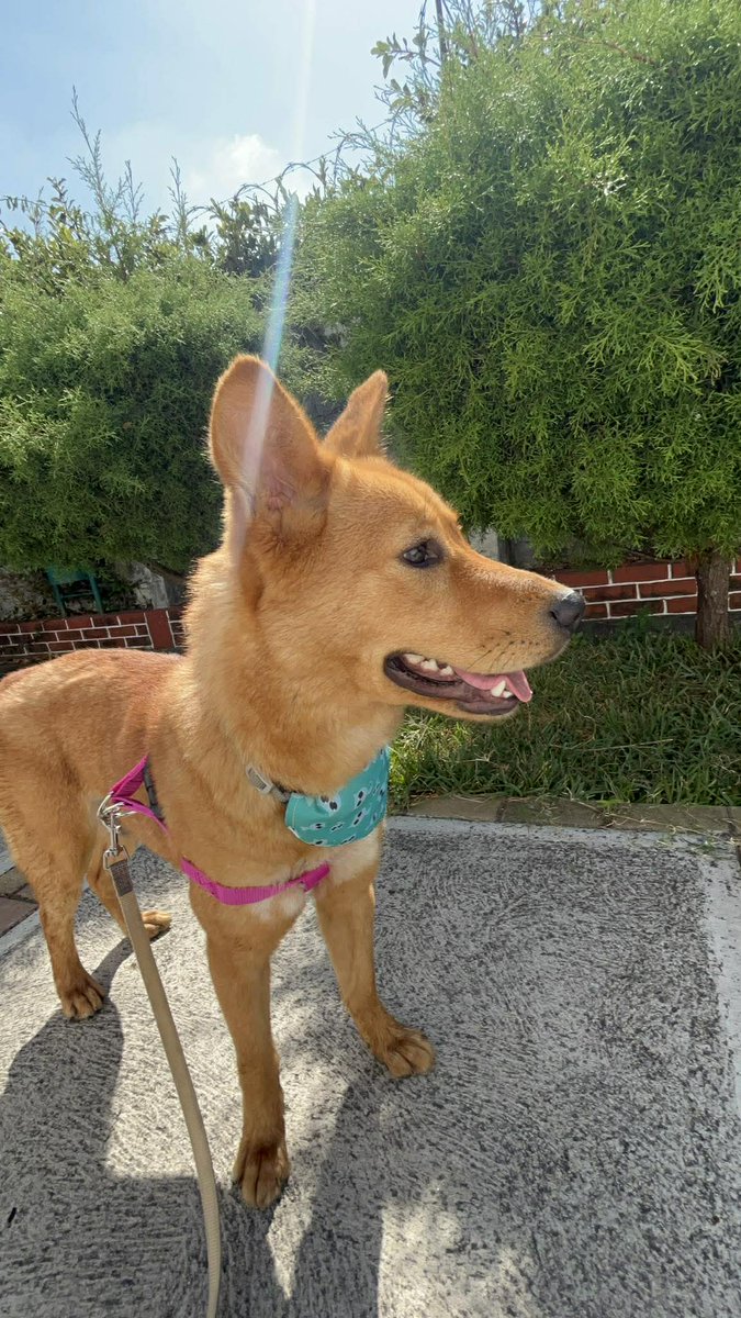 Caso 1-2026 Florencia llamaremos a esta hermosa perrita mezcla de chow chow es noble sociable de aprox año y medio a dos se lleva bien con perros, ya esterilizada lista para encontrar su verdadero hogar. Pide formulario y cambia una vida 🐕 
#adoptaycambiaunavida💜