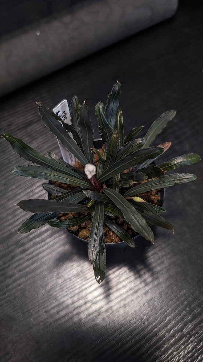 暖かくなってきたので久々になにかだそうかしら

Bucephalandra sp."Menukung1"
#TB便