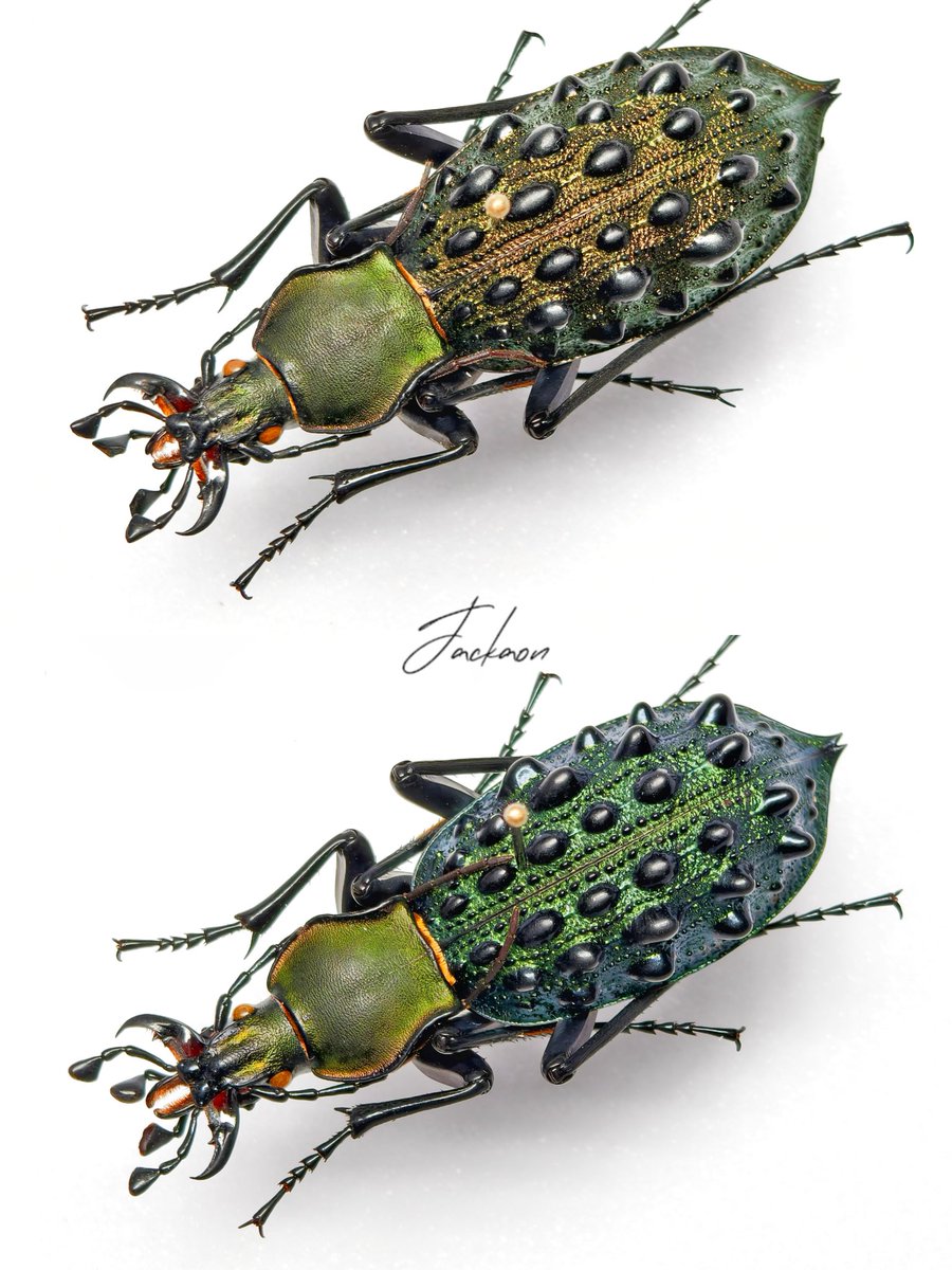 asukaambition's tweet photo. Carabus (Coptolabrus) pustulifer szechwanensis Hauser, 1931
来自金佛山的两种不同色型
#Carabus #Coptolabrus #insect https://t.co/4B29u5T2Vo