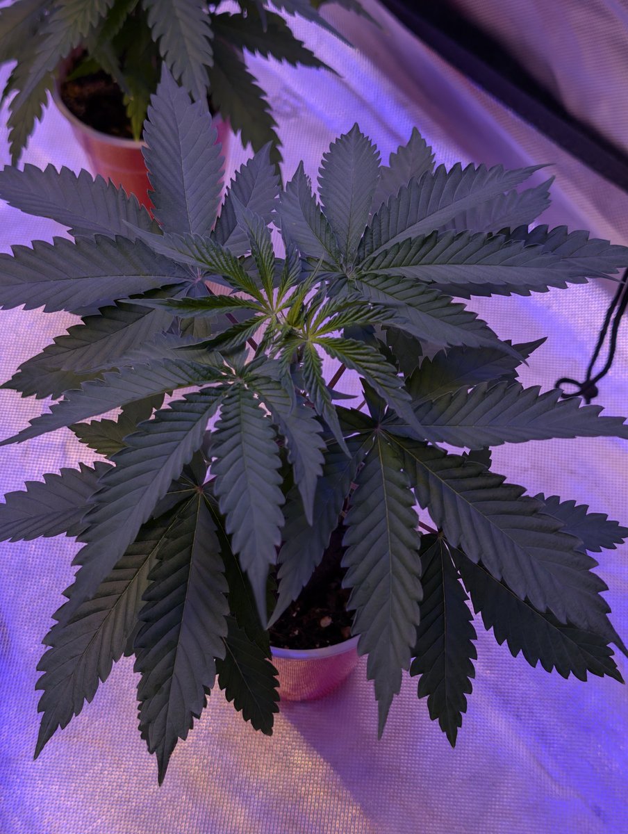 Samwise Ganja from <a href="/gasmanthegascan/">Gas Man</a>