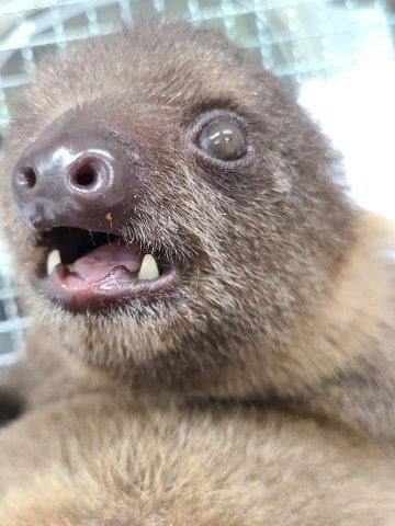 そうなんです！ ナマケモノは生まれたときから歯が生えてる、珍しい