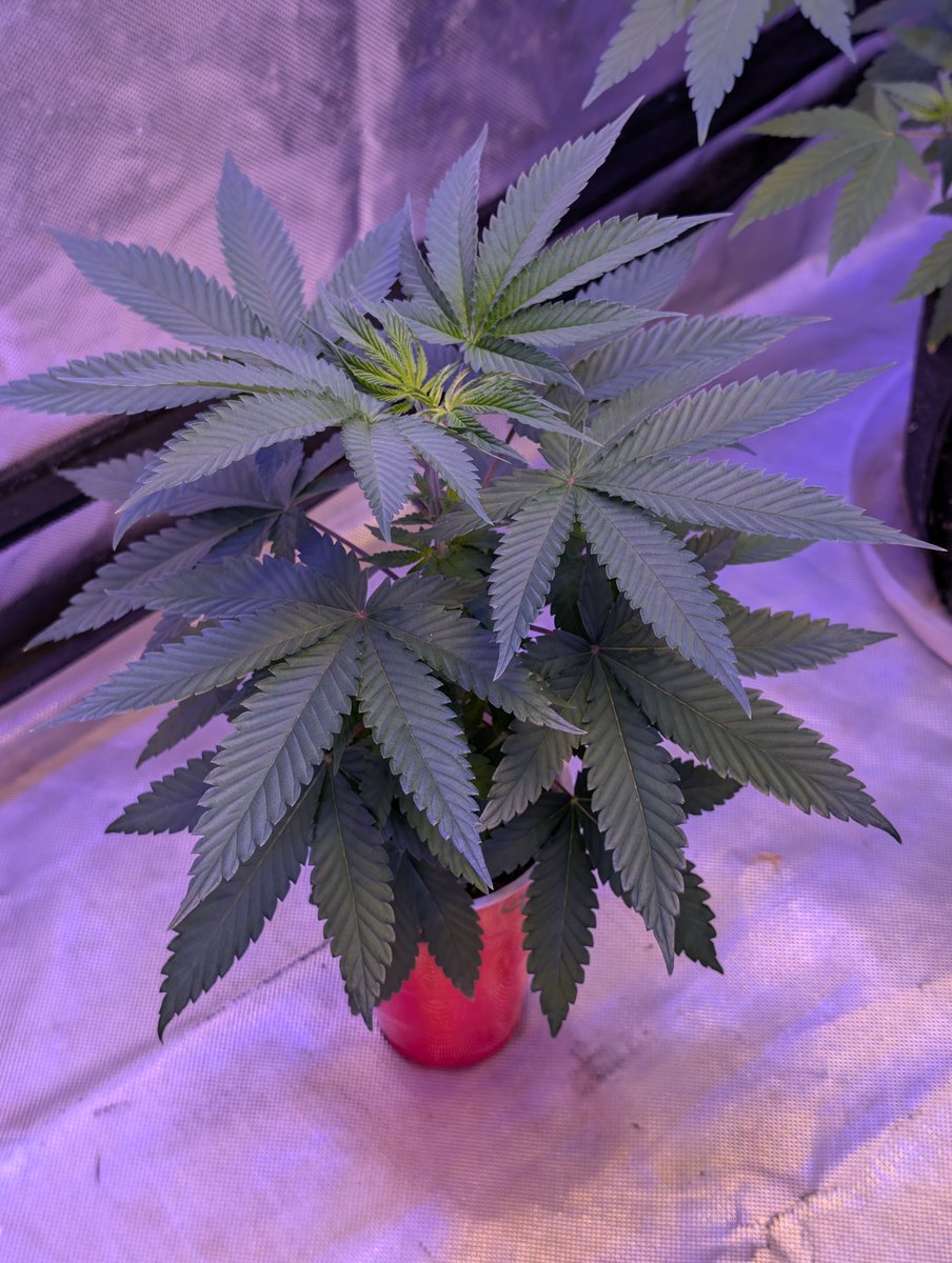 Gellied Berries from <a href="/gasmanthegascan/">Gas Man</a> 

She still wont sex. But im going to keep saying its a girl. Haha